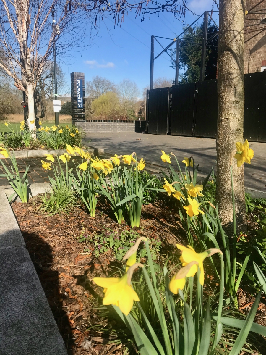 Daffodils in Spring 2021 in Baltic Close tree beds 2