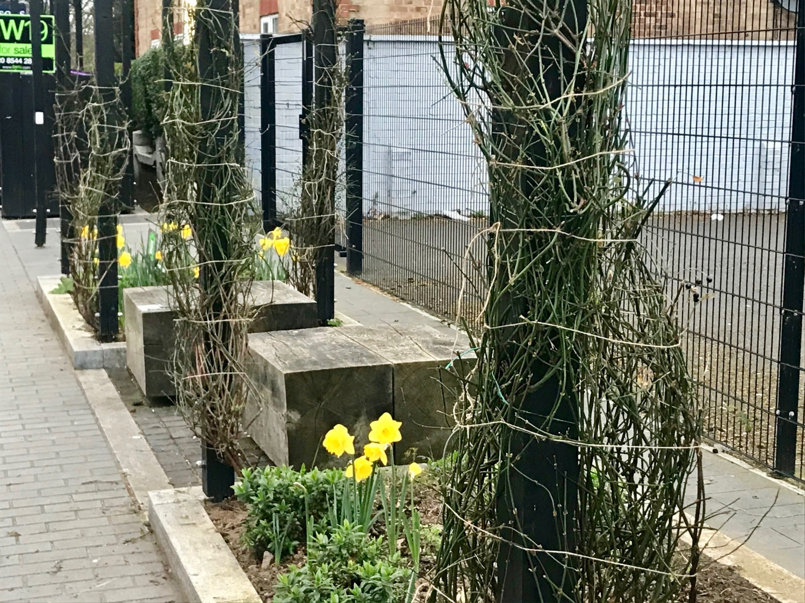 Daffodils and tied back Jasmine in Spring 2021 in Baltic Close