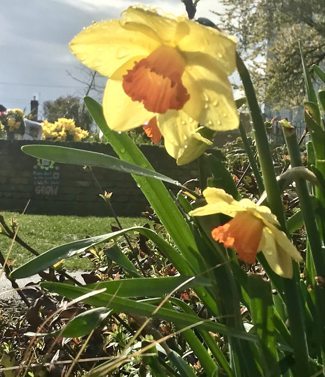 Daffodils in Spring 2021 in Memorial Garden, Colliers Wood Rec