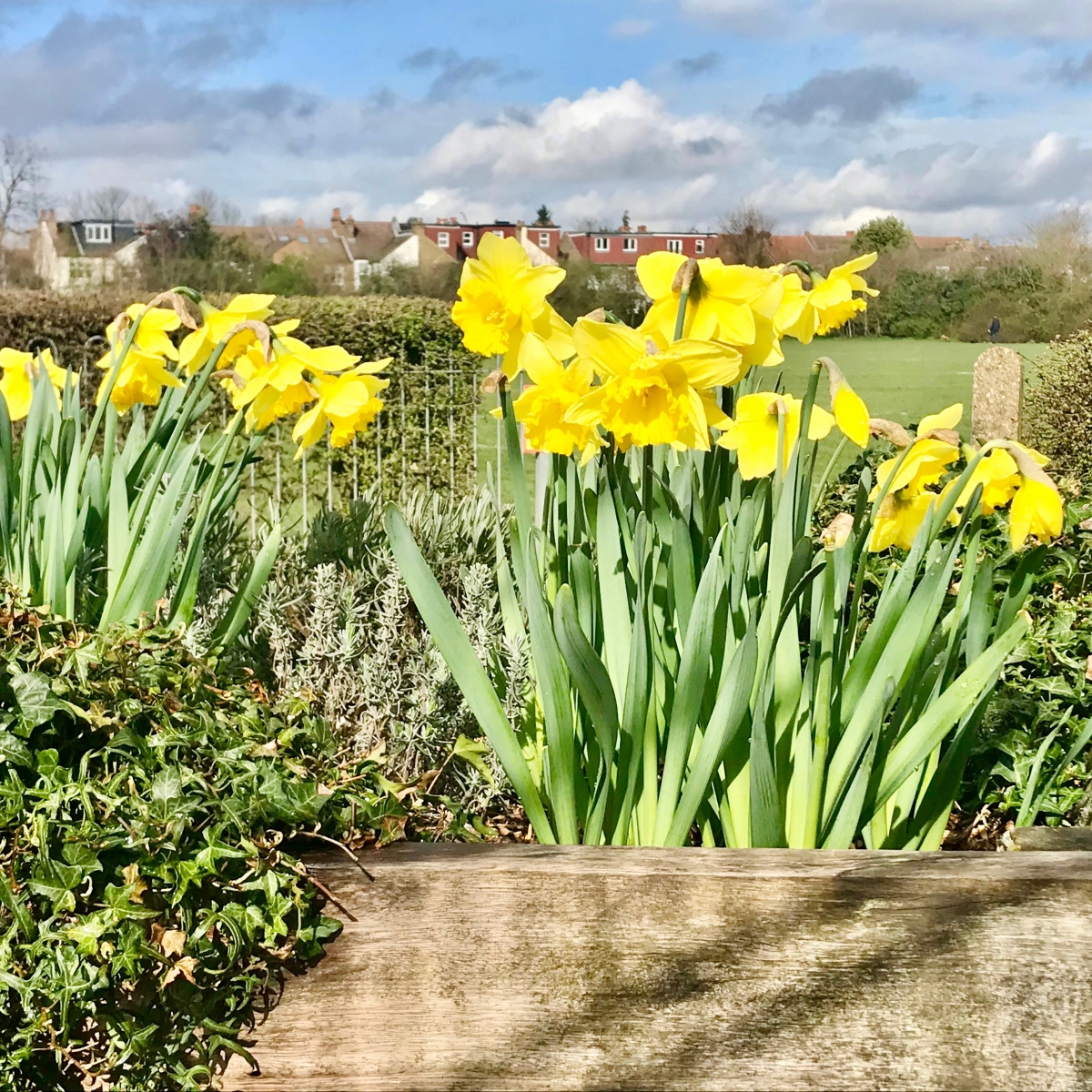 Daffodils in Spring 2021 in Colliers Wood Rec Planters