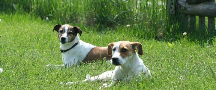 Consultation on Dog Control Public Space Protection Orders, 2017 Dogs