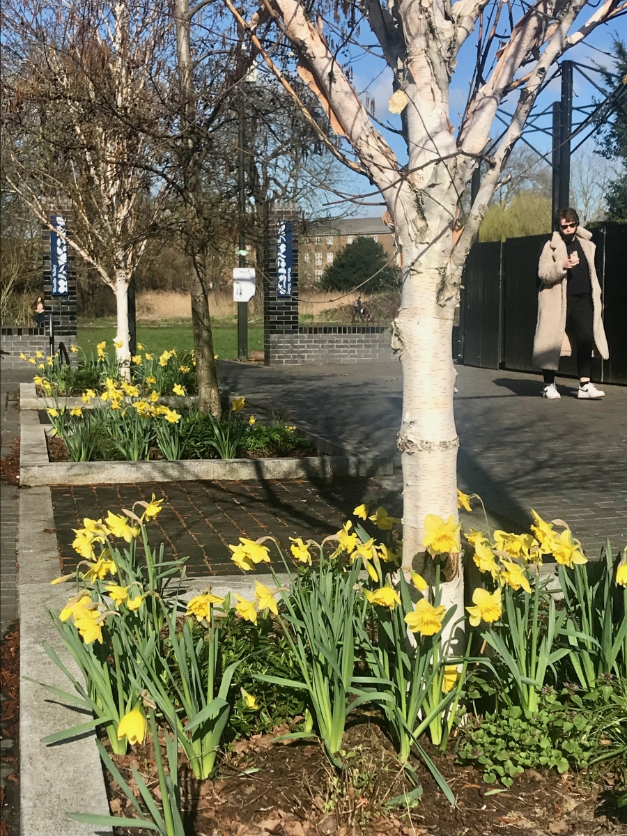 Daffodils in Spring 2021 in Baltic Close tree beds