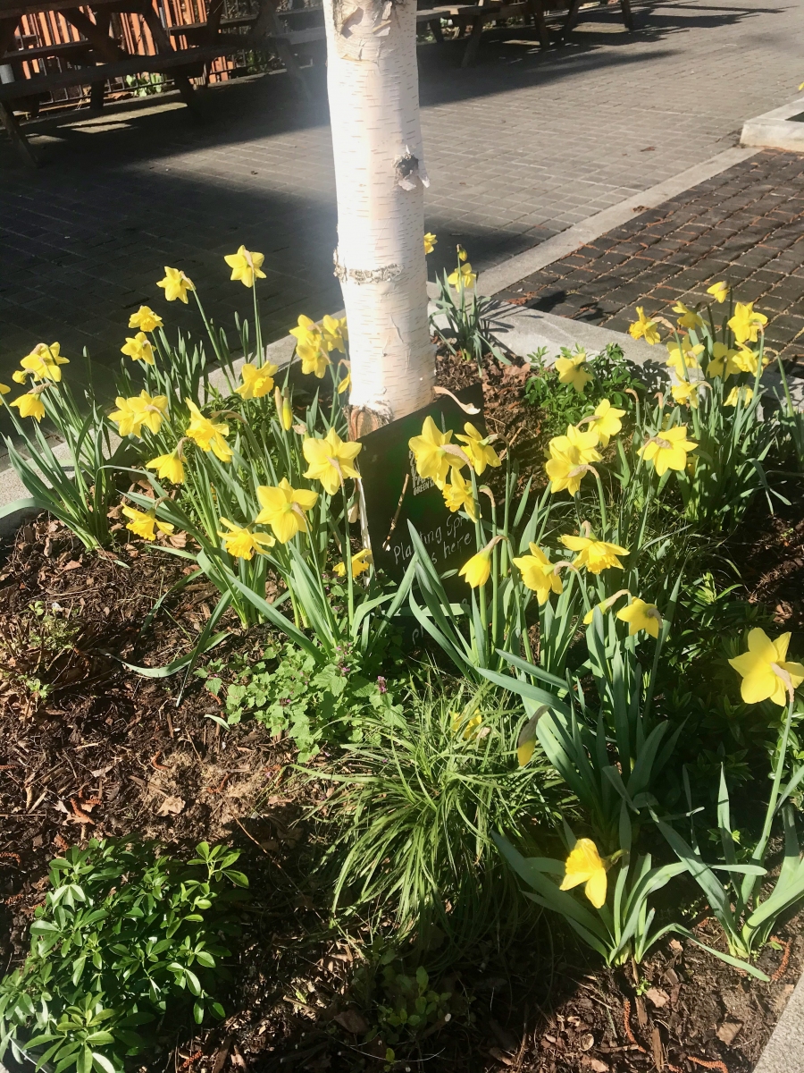 Daffodils in Spring 2021 in Baltic Close tree beds 2