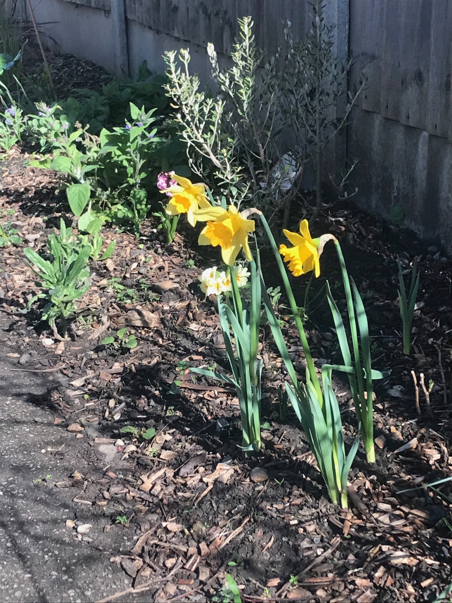 Daffodils in Spring 2021 in Baltic Close