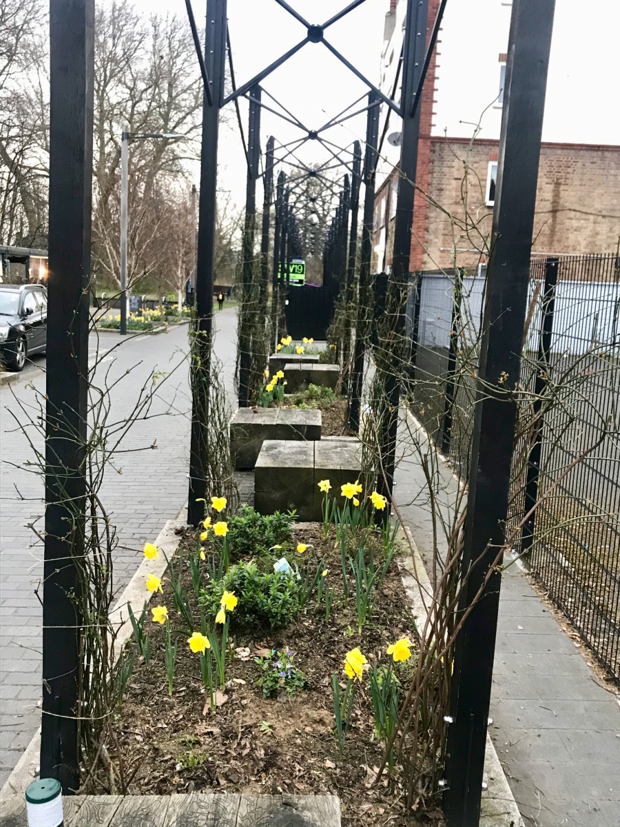 Daffodils and tied back Jasmine in Spring 2021 in Baltic Close 2