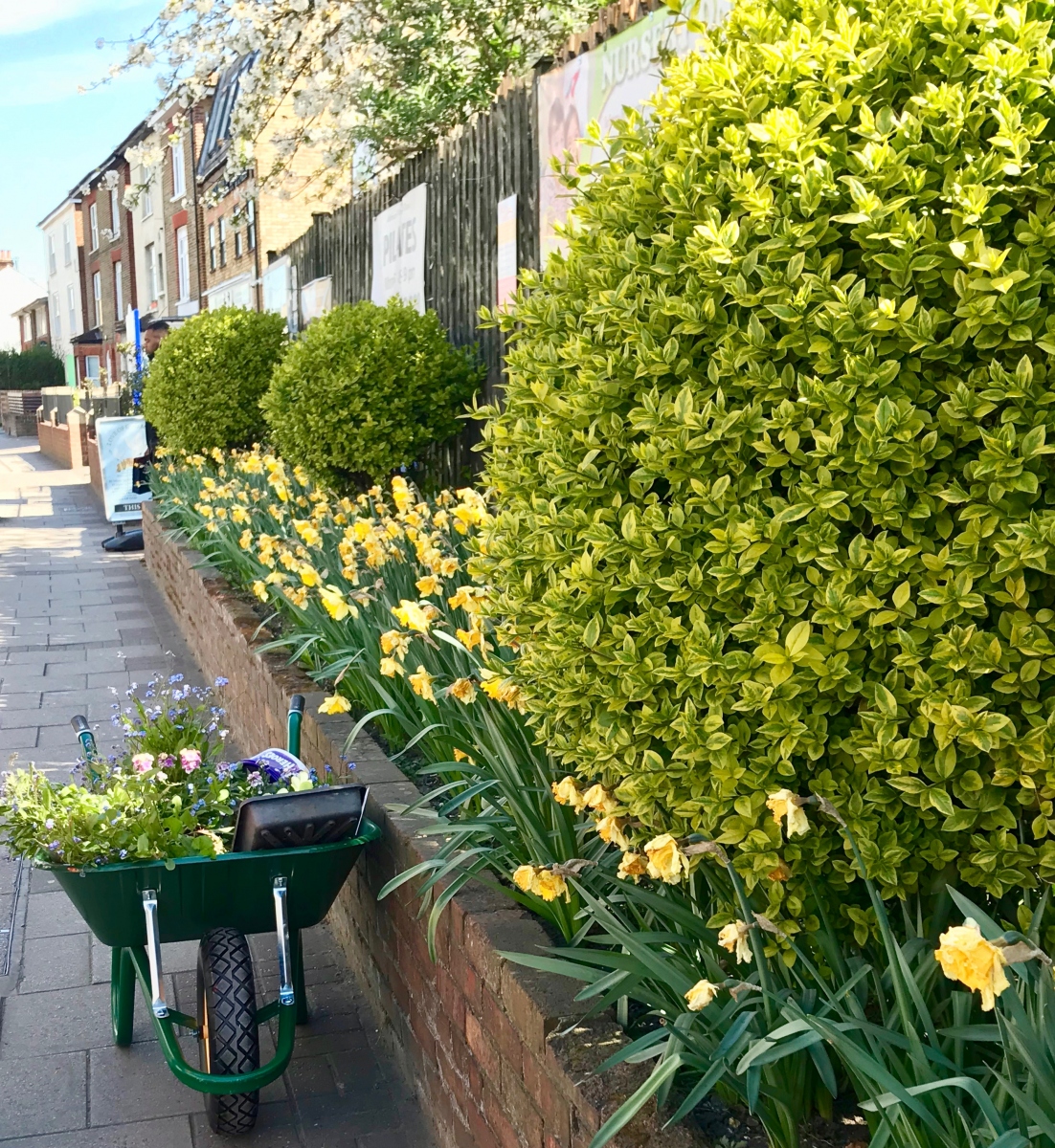 Daffodils in Spring 2021 Johmad/Nursery Bed, Colliers Wood High Street