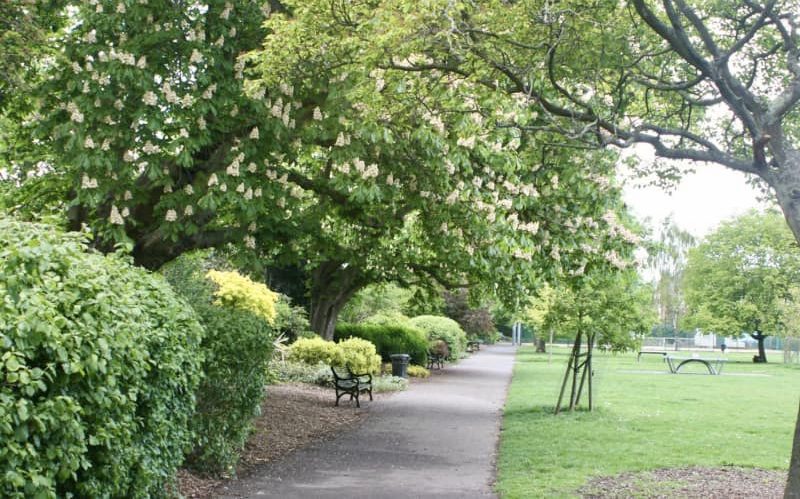 Colliers-Wood-Parks-and-Green-Spaces-Volunteers-Trees-In-The-Rec