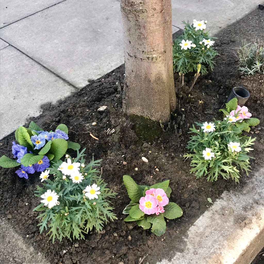 Colliers-Wood-Parks-and-Green-Spaces-Volunteers-Tree-Base-Planting