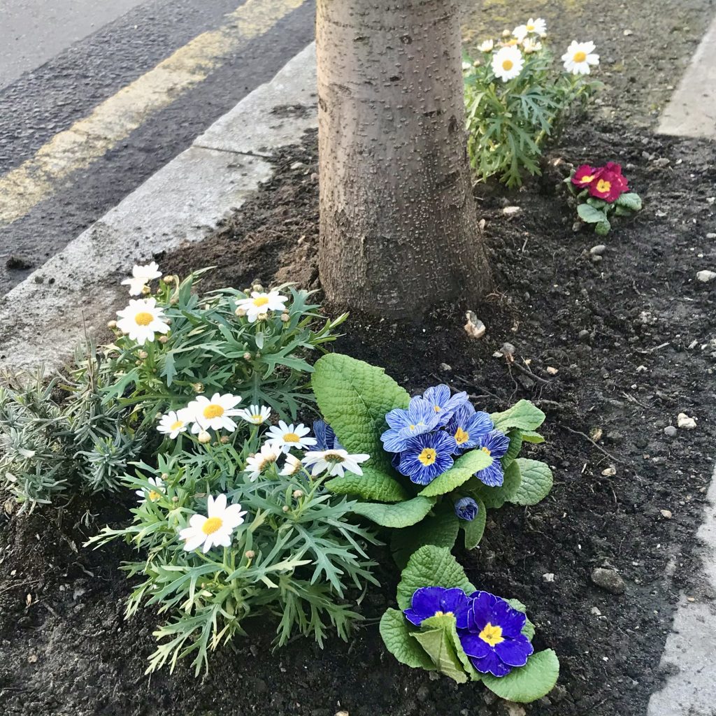 Colliers-Wood-Parks-and-Green-Spaces-Volunteers-Tree-Base-Planting