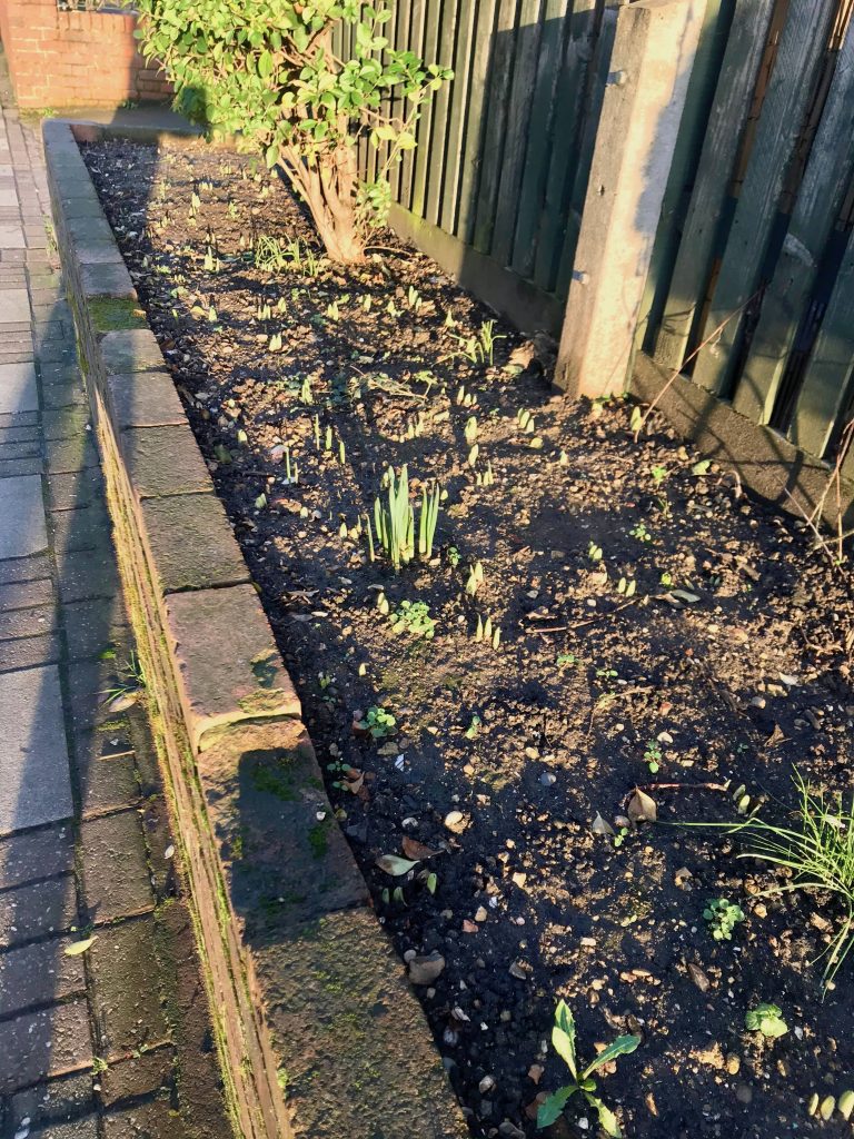 Signs of Spring with the first Daffodil shoots